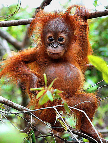 Orangucria.jpg Orangután Orangután 350px Orangucria