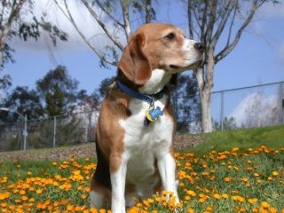 Beagle perro Beagle Beagle Beagle