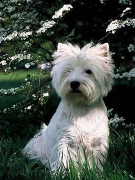 Westhighland perro West Highland White Terriers West Highland White Terriers Westhighland3