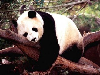 Oso panda Oso panda Oso panda Oso panda
