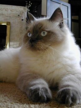 Ragdoll Ragdoll Ragdoll gato Ragdoll Ragdoll Ragdoll