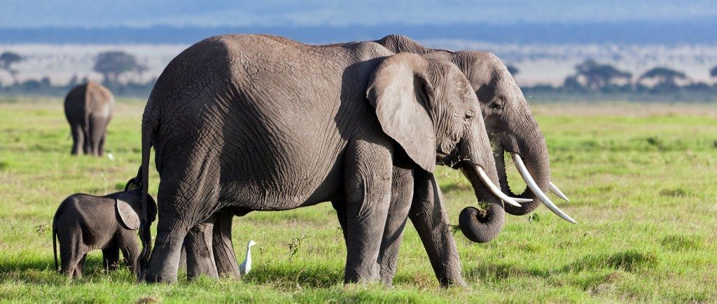 amboseli elefantes Parque nacional de Amboseli Parque nacional de Amboseli amboseli elefante