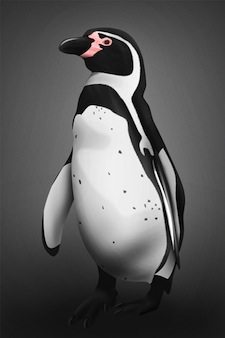 Humboldt Pingüino de Humboldt Pingüino de Humboldt detalleHumboldt