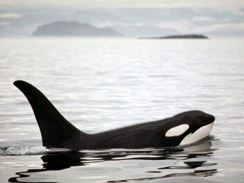 orca Orca Orca orca