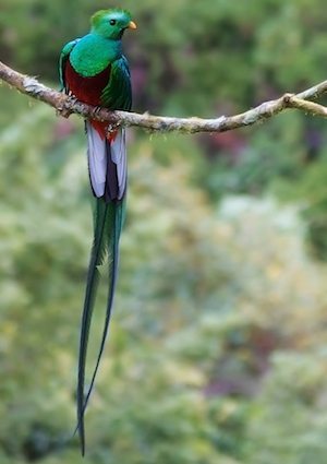 quetzal Quetzal Quetzal quetzal