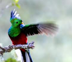 quetzal Quetzal Quetzal quetzal2