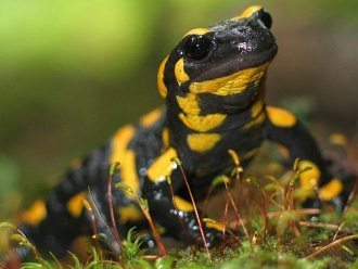 salamandra