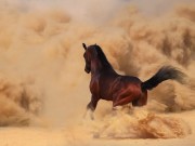 Caballo