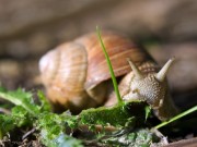 caracol foto