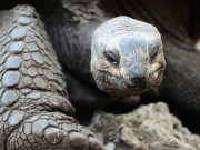 tortuga