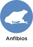 informacion anfibios animales, blog de animales, animales salvajes, curiosidades de animales Animales anfibios