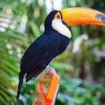 aves animales