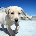 perros animales