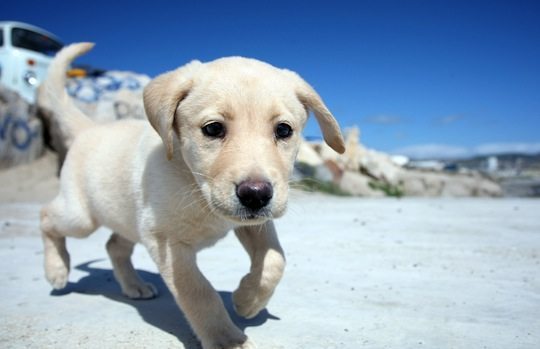 perros animales