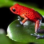 anfibios animales