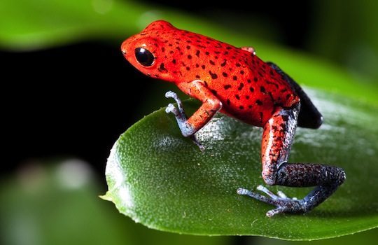 anfibios animales