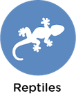 informacion reptiles