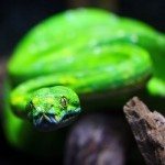 animales serpientes
