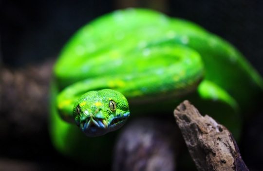 animales serpientes