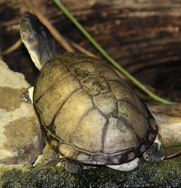 tortuga de escudo Tortuga de Escudo Tortuga de Escudo 576px Helmeted Turtle 045