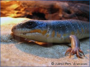 escinco argelino mascota reptiles