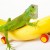 alimentacion iguana