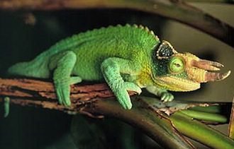 camaleón de jackson mascota reptiles