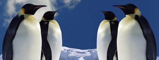 animales pinguinos