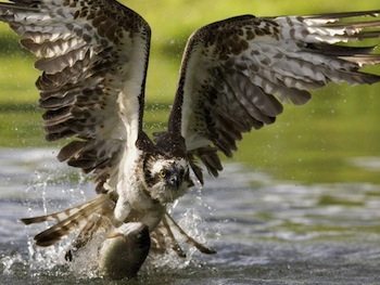 Aguila-Pescadora aves