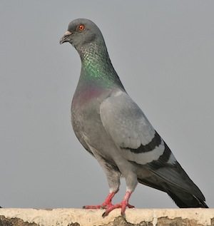 paloma bravia animal Paloma bravía Paloma bravía Blue Rock Pigeon Columba livia in Kolkata I IMG 9762