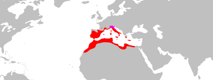 salamarquesa distribución Salamanquesa común Salamanquesa común Tarentola mauritanica range Map