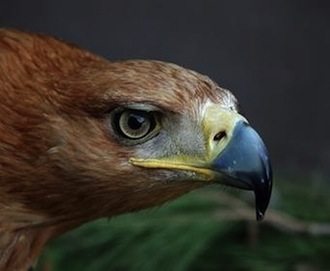 aguila imperial animal