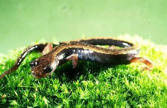 salamandra colilarga