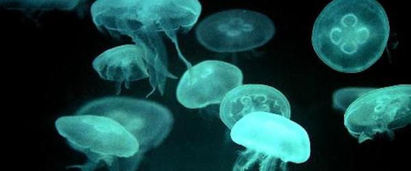 El caso de las Medusas La invasión de medusas que obligó a para una Nuclear sueca La invasión de medusas que obligó a para una Nuclear sueca El caso de las Medusas