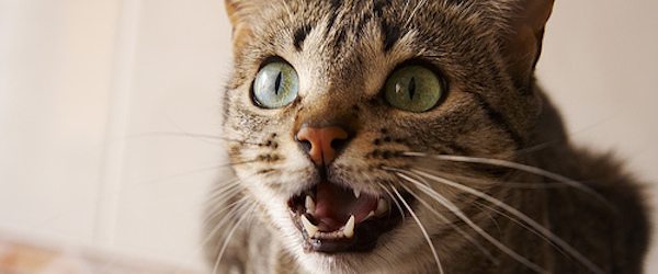 La-costumbre-de-tener-la-boca-abierta Reglas para evitar que nuestro gato nos muerda Reglas para evitar que nuestro gato nos muerda La costumbre de tener la boca abierta