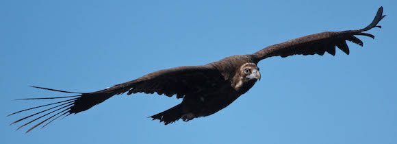 Avvoltoio nero 