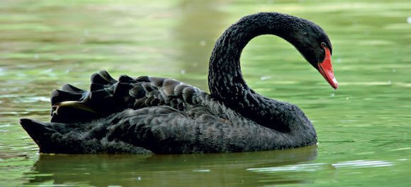 cisne negro Cisne negro Cisne negro cisne negro