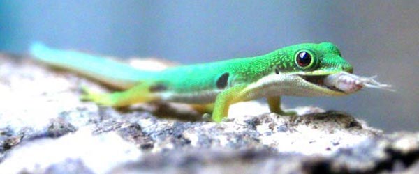 comida gueckos Alimenta a tus geckos Alimenta a tus geckos comida gueckos