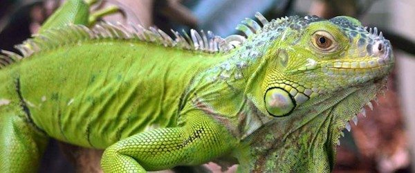 cuidar a tu iguana