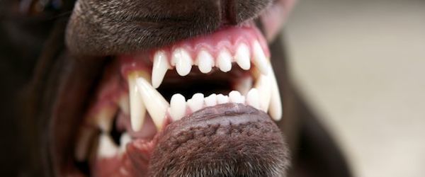 dentadura perro cuidar la dentadura de tu perro Cuidar la dentadura de tu perro dentadura perro