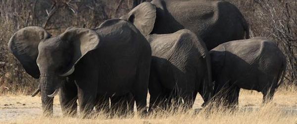 elefantes Envenenan a más de 80 Elefantes con Cianuro en Zimbabwe Envenenan a más de 80 Elefantes con Cianuro en Zimbabwe elefantes