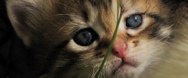 gato deprimiido Gatos deprimidos Gatos deprimidos gato deprimiido