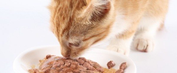 gatos-comida Cantidad de comida para un gato adulto Cantidad de comida para un gato adulto gatos comida