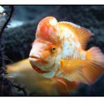 goldfish Guía para veces de acuario Guía para veces de acuario goldfish