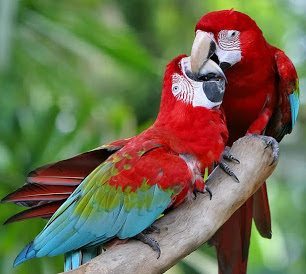 guacamayo rojo ave