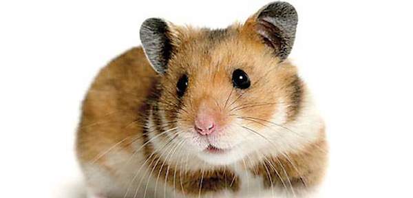 imagen-hamster
