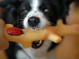 juguetes perro cuidar la dentadura de tu perro Cuidar la dentadura de tu perro juguetes perro