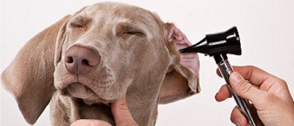 oido perros cuidados en un perro sordo Cuidados en un perro sordo oido perros1