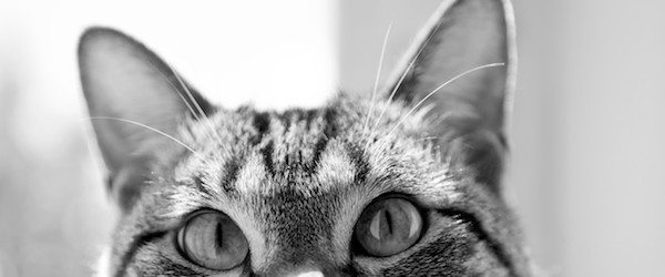 orejas de los gatos