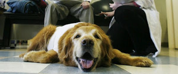 quimioterapia perros Perros con cáncer Perros con cáncer quimioterapia perros